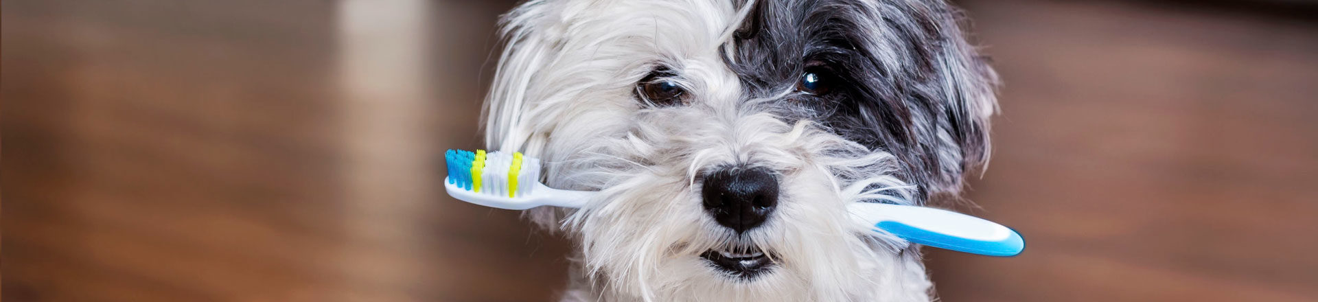 dog with toothbrush for dental health