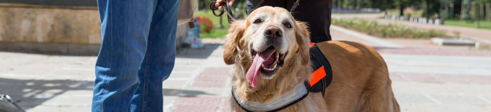 a happy service dog walking with owner